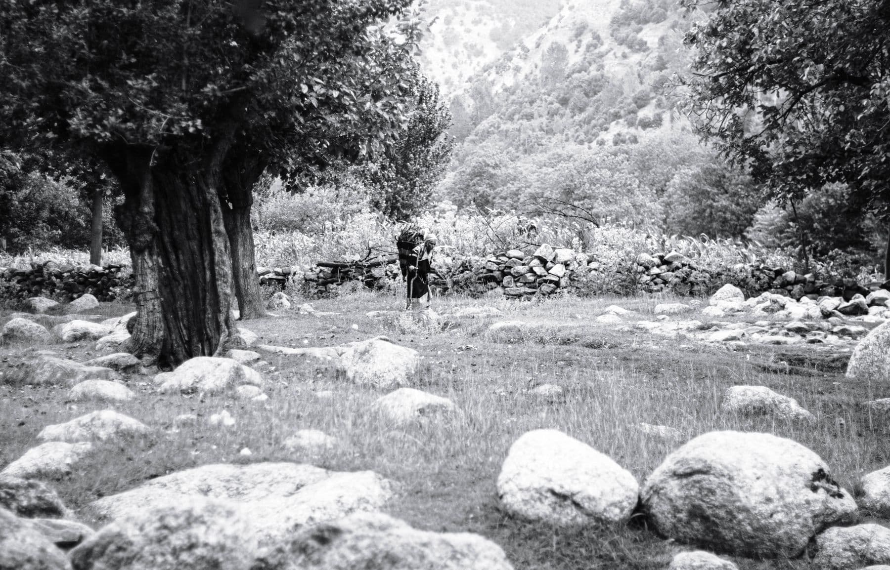 Trees, a stone boundary wall and rocky ground in Chitral
